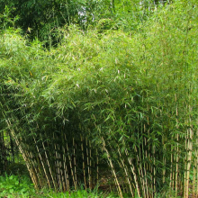 Le N°1 des ventes de Bambous